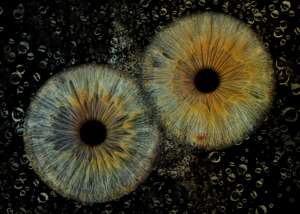 digital image of dr. deihl's and dr. couldry's eyes created as an art piece